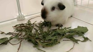 Oven Dried Dandelion Leaf for Rabibits Chinchillas Guinea Pigs 小宠烘干蒲公英叶适合荷兰猪豚鼠兔子龙猫