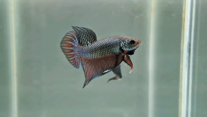 ปลากัดป่า - อีสานสีนาค