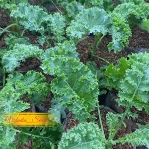 [Virladia Seeds] Biji Benih tanaman Kale Dwarf Blue Curled