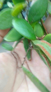 Sisik Naga Herbal 100 Gram Suplemen Alternatif Alami Tradisional