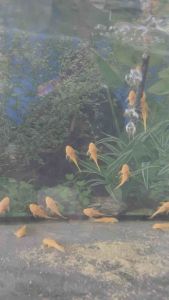 Albino Bristlenose Golden Blue Eye ( Pleco L144 )/ for Aquarium