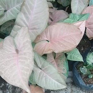 bunga hidup murah singonium pink neon