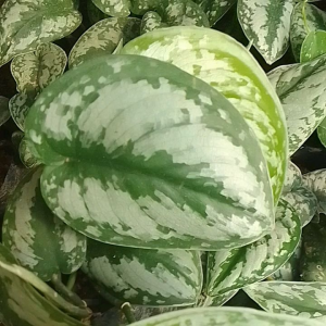 tanaman hias hidup sirih perak scindapsus exotic / tanaman scindapsus - tanaman rambat menjuntai - tanaman hias hidup