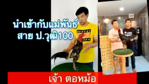 เจ้าเทา(ตอหม้อ)ไข่ไก่ชนพม่า เชิงชนเบอร์เเข้งที่หนักหน่วง ไข่ชุดพิเศษรับประกันแท้100%