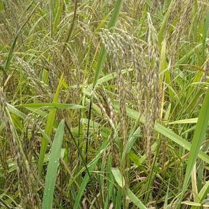 jual benih padi beras ketan hitam jenis ranggey 50 tangkai