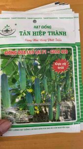 Gói 10gr Hạt Giống Dưa Leo Lai F1 - Gold 959 Cty Tân Hiệp Thành Rộ Trái