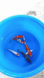 Japan koi import 20-25cm   5pcs Combo Offer at RM3999 + shipping 2 parcels RM120 ( Tancho heart shape  Kujaku  3 steps Kohaku  Ginrin Showa  Beni Kikokuryu )
