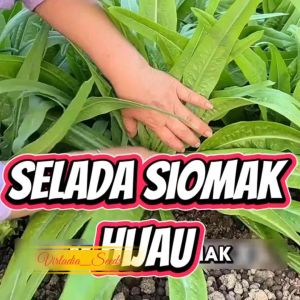 [Virladia Seeds] Biji Benih tanaman Selada Siomak | Fumak