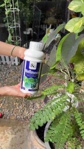 สารจับใบ“ติดใบ ออยล์” (500cc) สูตรเข้มข้นพิเศษ ที่เป็นมากกว่าสารจับใบธรรมดา!! สารจับใบสูตรเย็นที่กำจัดแมลงแบบธรรมชาติ ช่วยป้องกัน ยับยั้ง และคุมไข่ แมลง หนอนเพลี้ย ทุกชนิด