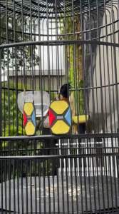 Obat Cacing burung /Vitamin Burung