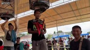 NOB nutrisi otak burung jawaranya kicau
