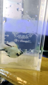 อาหาร อุปกรณ์ตกแต่งตู้🐠 น้องเป็น RH ช. ตาเพชร อายุ 3เดือน ความยาว 3cm. สอบถามขอดูรูปเพิ่มเติมได้ครับ