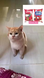 Felibite cat food / Makanan kucing murah