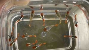 Red Koi Short Body-[ Ready to Breed ]AquaX With D.O.A. *Ship West & East Malaysia* ~Farm Direct Sell
