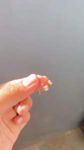 Anting Mata Xuping CXA08: Aksesoris Fashion Wanita Eksklusif