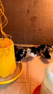 Vitamin probiotik BIOVIT PLUS untuk menjaga kesehatan menyehatkan pencernaan