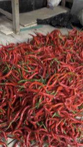 Cabe Merah Keriting 1kg 1 05 025kg 1000 500 250 gram gr murah fresh Lombok Langsung Petani Tampar murmer