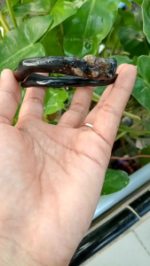 Gelang Akar Bahar Hitam: Unik, Asli & Original