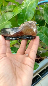 Gelang Akar Bahar Hitam: Pilihan Unik & Berkualitas