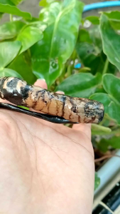 Gelang Akar Bahar Hitam: Aksesoris Tangan Unik