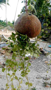 บ้าน ชูการ์ไกรเดอร์ หนูแฮมสเตอร์ นกแก้ว กระรอก กระถางต้นไม้เถา