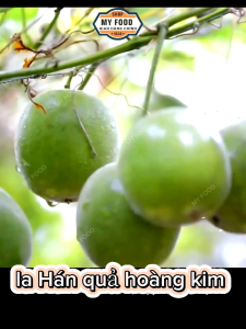 LAN HÁN QUẢ HOÀNG KIM