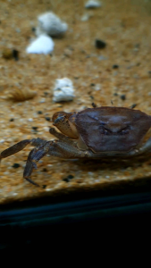 Freshwater Forest Crab/Ornamental fish/Freshwater/Readystock