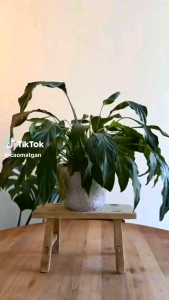 THUỐC TRỪ  DIỆT CÂY GỖ LỚN 🌲🌲.TRE BỤI GIÀ.BỤI TRE TRÚCGỐC DỪA GIÀ Rắc Quanh Gốc 🌲🌲