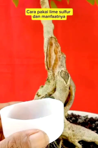 Alat Bonsai Lime Sulfur ND Obat Jin Bonsai Keropos Batang 100 ml
