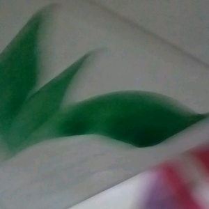 Layangan Seot Sp Isi 50: Layangan Berkualitas Tinggi & Desain Unik