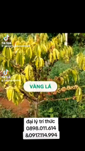 AQUA PRO [Công Ty Bán Hàng Chính Hãng] Chế Phẫm Sinh Học Phòng Trừ Nấm Bệnh Cây Trồng Đặc Số Lượng Nhắn Tin Shop Nhé.