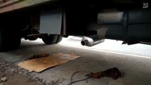 KNALPOT CUNG TIGA SUARA SIULAN BURUNG TRUK HINO DUTROCANTERDYNANMR71IZUZU EFL MACANL300