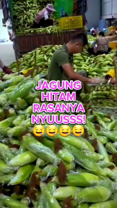 isi 10 butir benih bibit jagung hitam manis