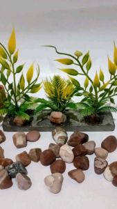 tanaman hias aquarium rumput nanas batu.1pc