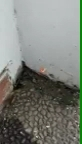 Racun Cicak Racak Herbal All In 1 Bisa Untuk Membasmi Cicak Tokek Dan Kecoa Terbukti