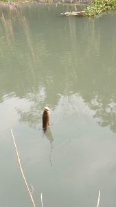 Soft Frog Killer Mini Murah Geol Umpan Casting Kodok Kodokan Pancing Jitu Untuk Ikan Gabus ASTA Lure