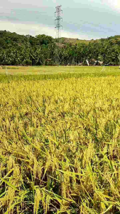 (1kg) Benih Padi Hibrida Sembada 989 Original berkualitas