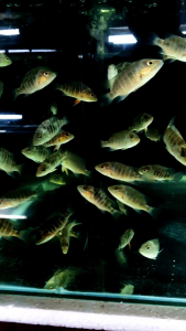 Freshwater Mangrove Jack/Siakap Merah/Ornamental fish/Freshwater/Readystock