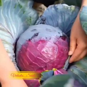 [Virladia Seeds] Biji Benih tanaman kol | kubis ungu