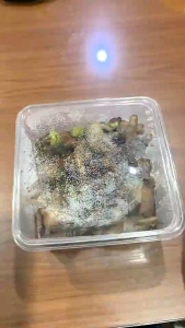 Thinwall Klir Kotak Hijau/Thinwall Square  350  ml 500 ml 1000  sampai 3000ml ml/ Kotak Makan Plastik + Tutup isi 25pcs