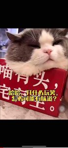 宠物猫咪狗狗除臭剂室内抑菌去猫尿狗尿猫砂除味非消毒液喷雾用品