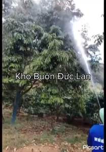 SÚNG PHUN SẦU RIÊNG CÂY ĂN TRÁI 15M ÁP LỰC CAO. SÚNG XỊT THUỐC CAO CẤP HÀNG NHẬP