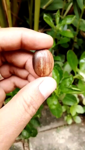 Batu Akik Mustika Posil Kayu Keramat