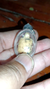 เต่าให้โชค หลวงพ่อหน่าย วัดบ้านแจ้ง สภาพเก่า เนื้อแห้งช้ำ ไม่ทราบที่