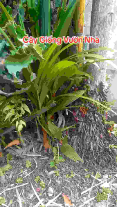 Cây cau đỏ giống phong thủy 20cm - 30cm (mua 10 tặng 1)