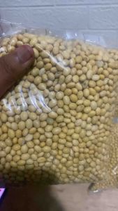 PROMO!!! 1kg BENIH KEDELAI VARIETAS ANJASMOROKEDELAI SUPER PREMIUM