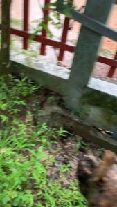 เชื้อเห็ดปลวกสายพันธุ์ใหญ่ในป่าแท้100%