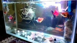 hiasan aquarium ikan guppy