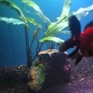 tanaman aquascapecryptocorine ukuran besar