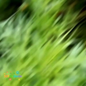 [TERLARIS] BIJI/BENIH KENIKIR SAYUR LALAPAN BUNGA WARNA UNGU